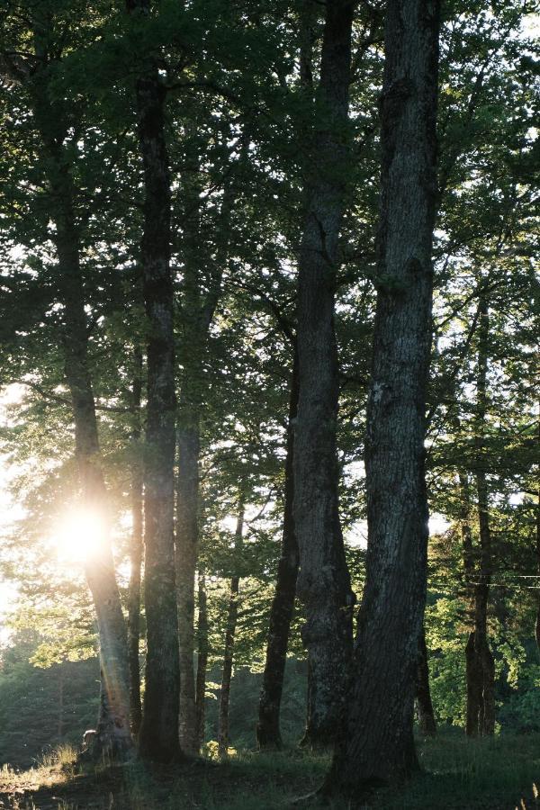 Lodge Avec Spa Privatif - Foret Et Lac Liginiac Екстериор снимка